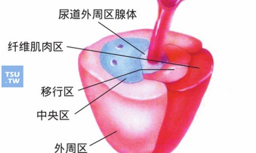 王花倒水莲副作用网倒水莲和黄花倒水莲的区别知识网站,分享花倒水莲的功效大全